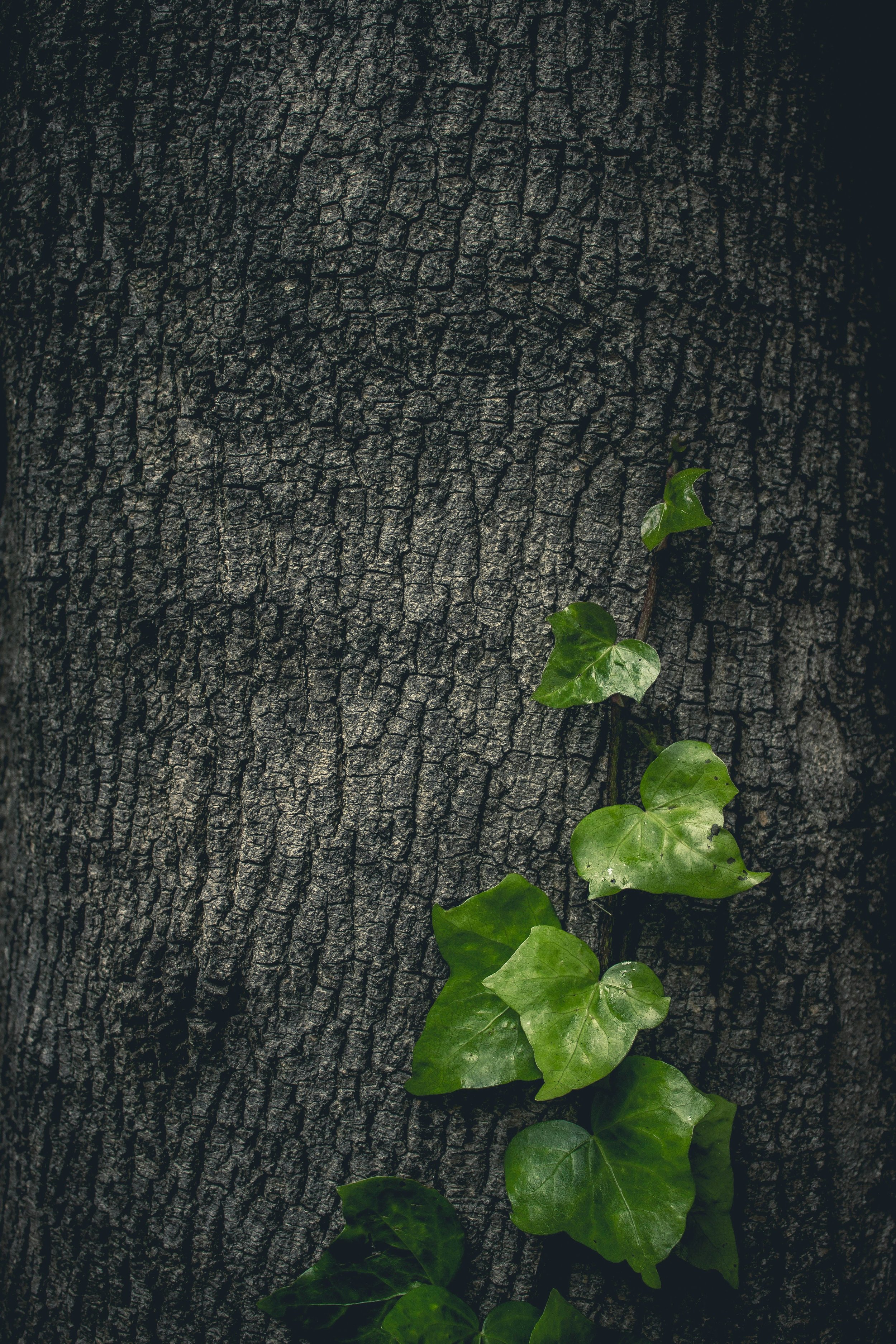 Close-up of tree bark with green ivy leaves growing along the side.