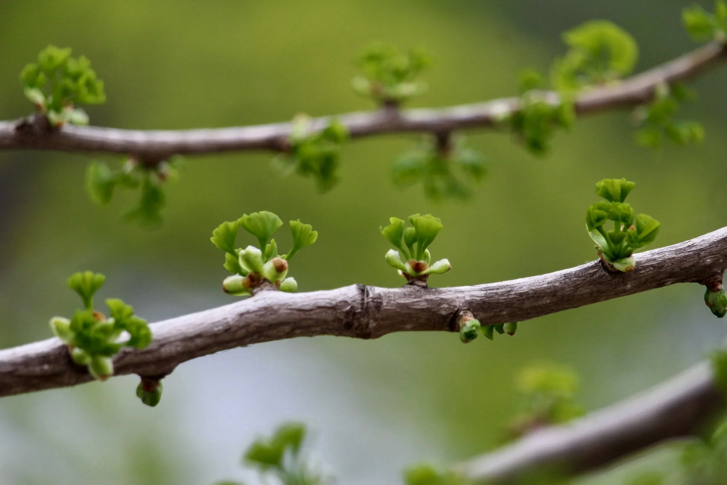 Close-up of a tree branch with small green leaves and buds emerging, with a blurred green background.