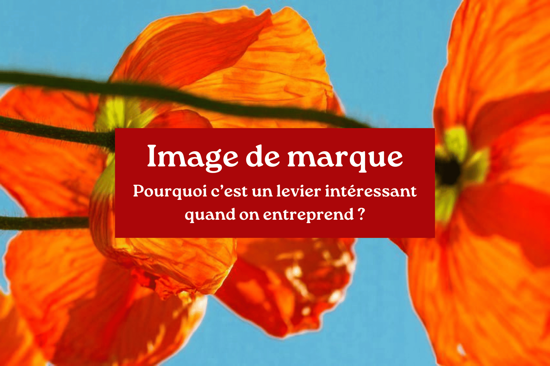 Image de marque : pourquoi c'est un levier essentiel quand on entreprend ? avec Elise Challant