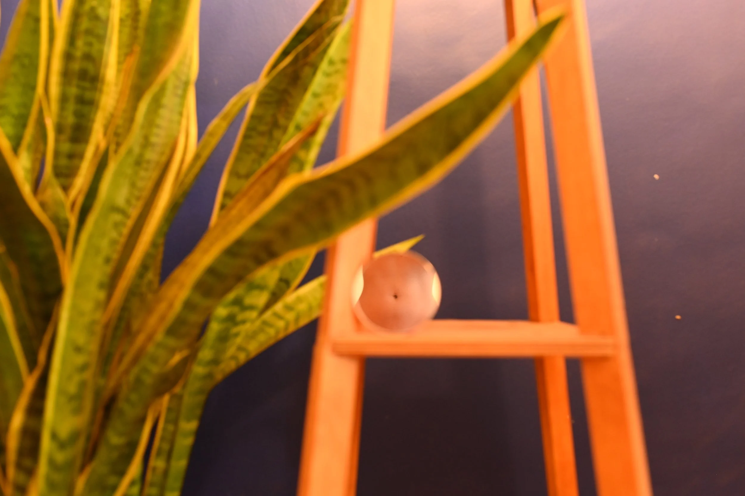 Close-up of a potted snake plant with long, green, variegated leaves on the left, and a wooden ladder with a round decorative object on the right, against a dark blue wall.