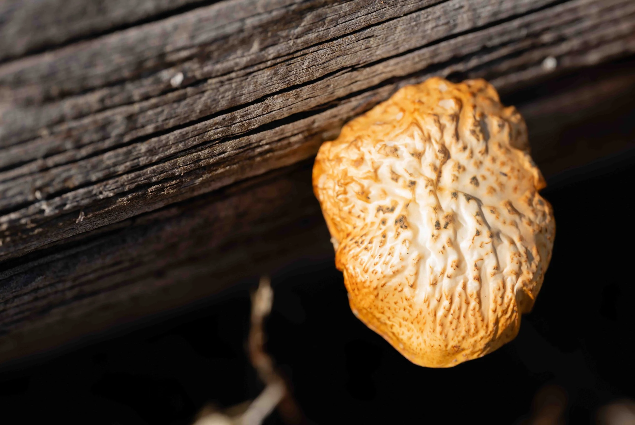 untitled (2 of 42).jpg