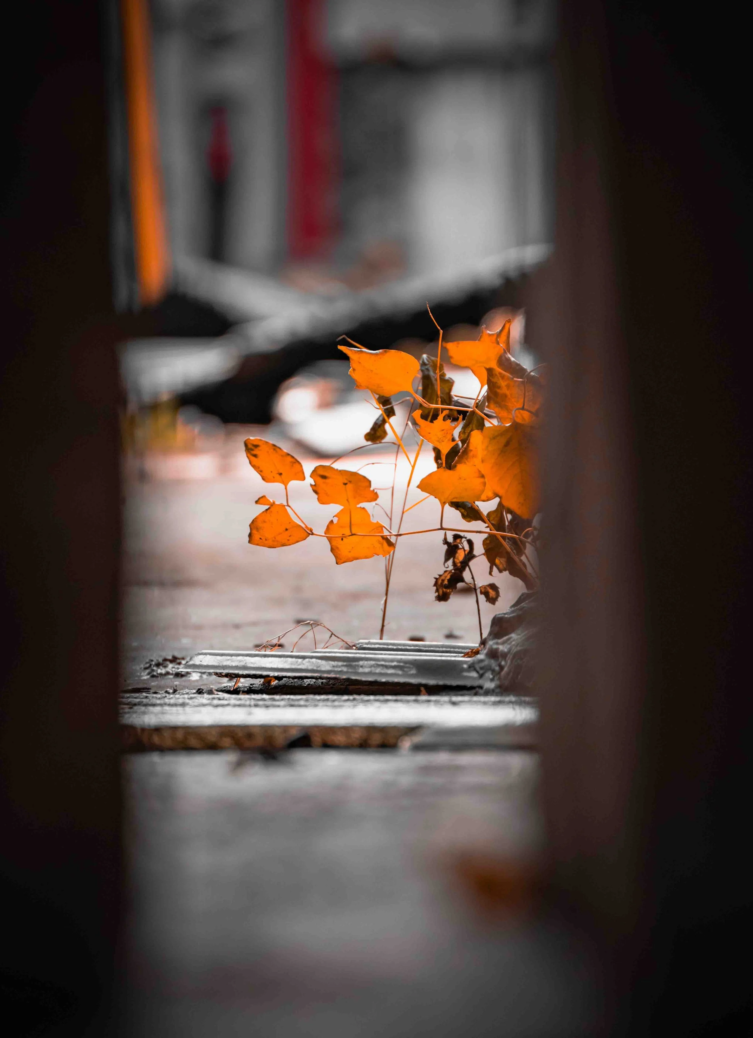 untitled (4 of 42).jpg