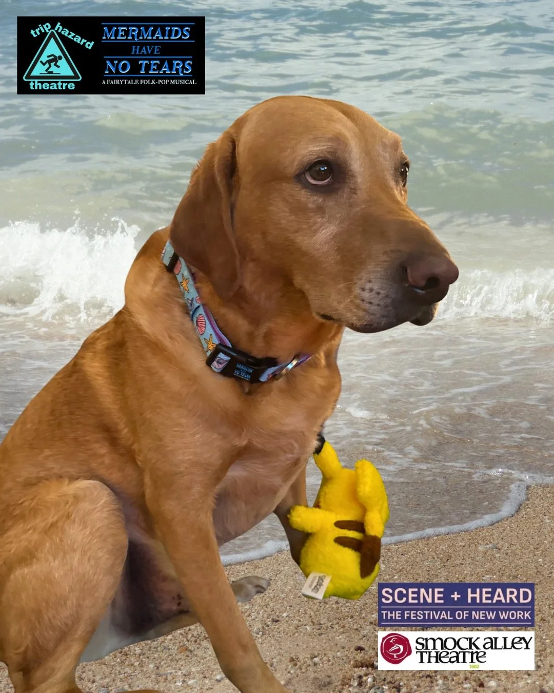 ✨🐚 Reuben Thornton STUNS in some very unofficial, fully unlicensed &ldquo;Mermaids Have No Tears&rdquo; merch (a collar)! Reuben spent much of Rachel&rsquo;s writing process curled up beside her; sometimes trying to rest his big fat head on the corn