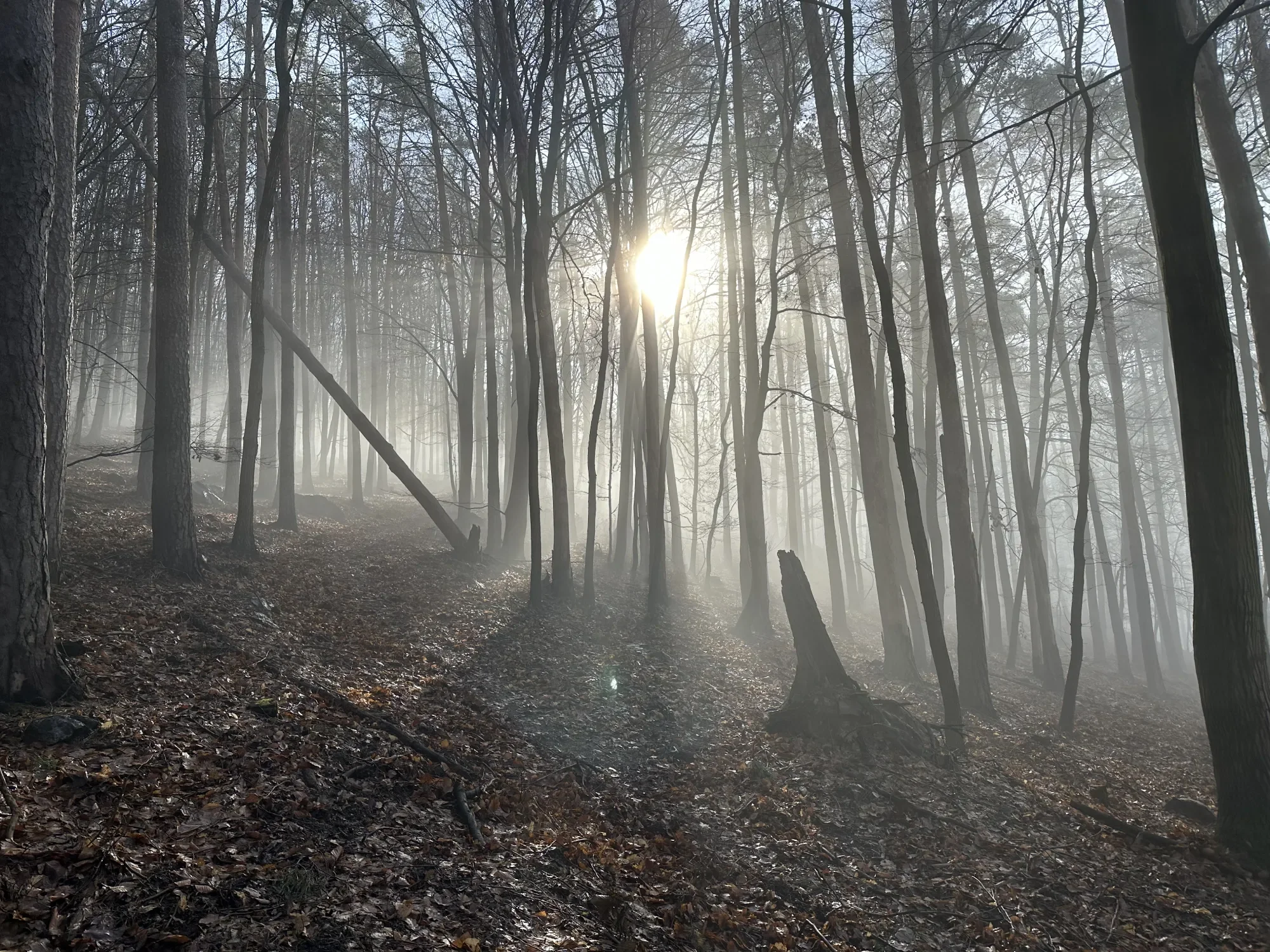 slunce prosvítající mezi stromy v lese