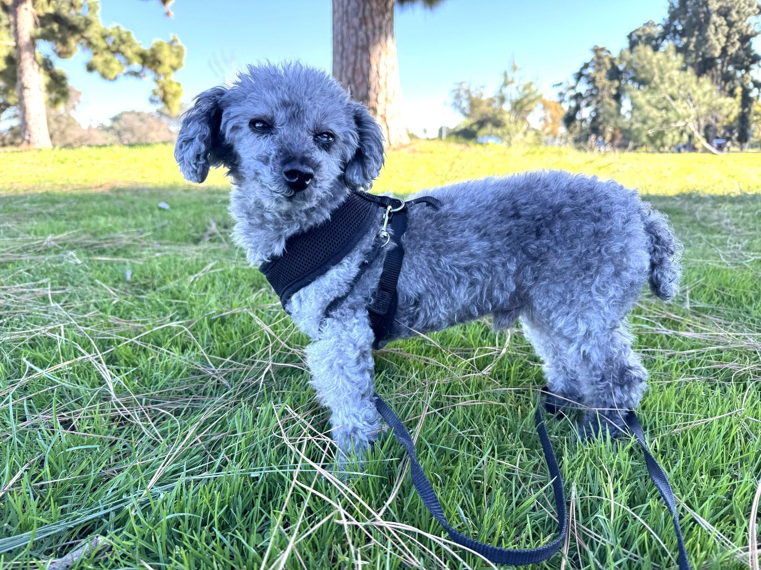A small, curly-haired gray dog stands on green grass in a park with trees in the background, wearing a black harness.
