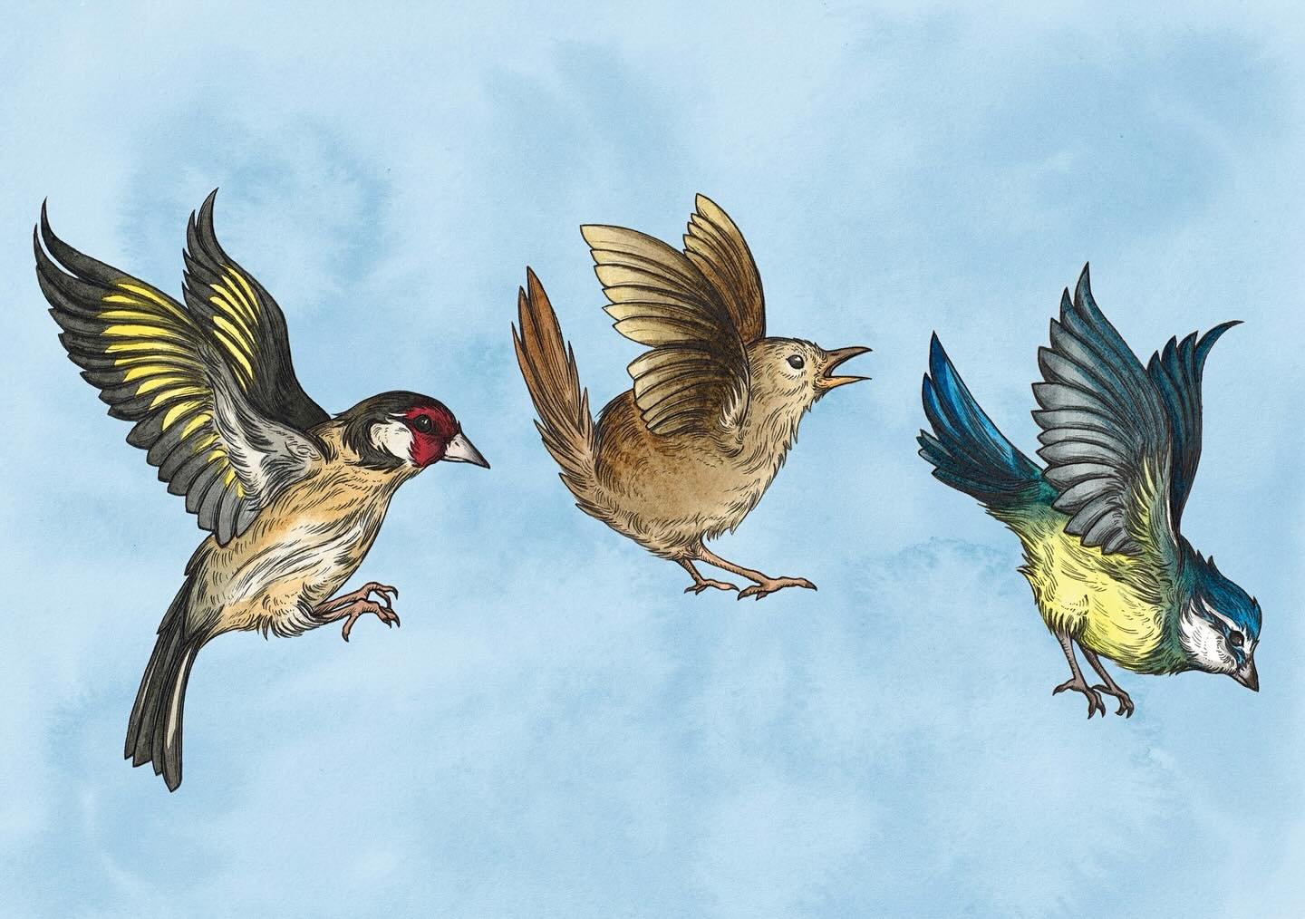 ✨ Flapping about! ✨

A couple of weeks ago, I saw a tiny little wren on a branch in my local woodland. She was singing out so many little chirps and calls ~ when I looked through my binoculars, I saw the tiny wren flapping her wings as high as they w