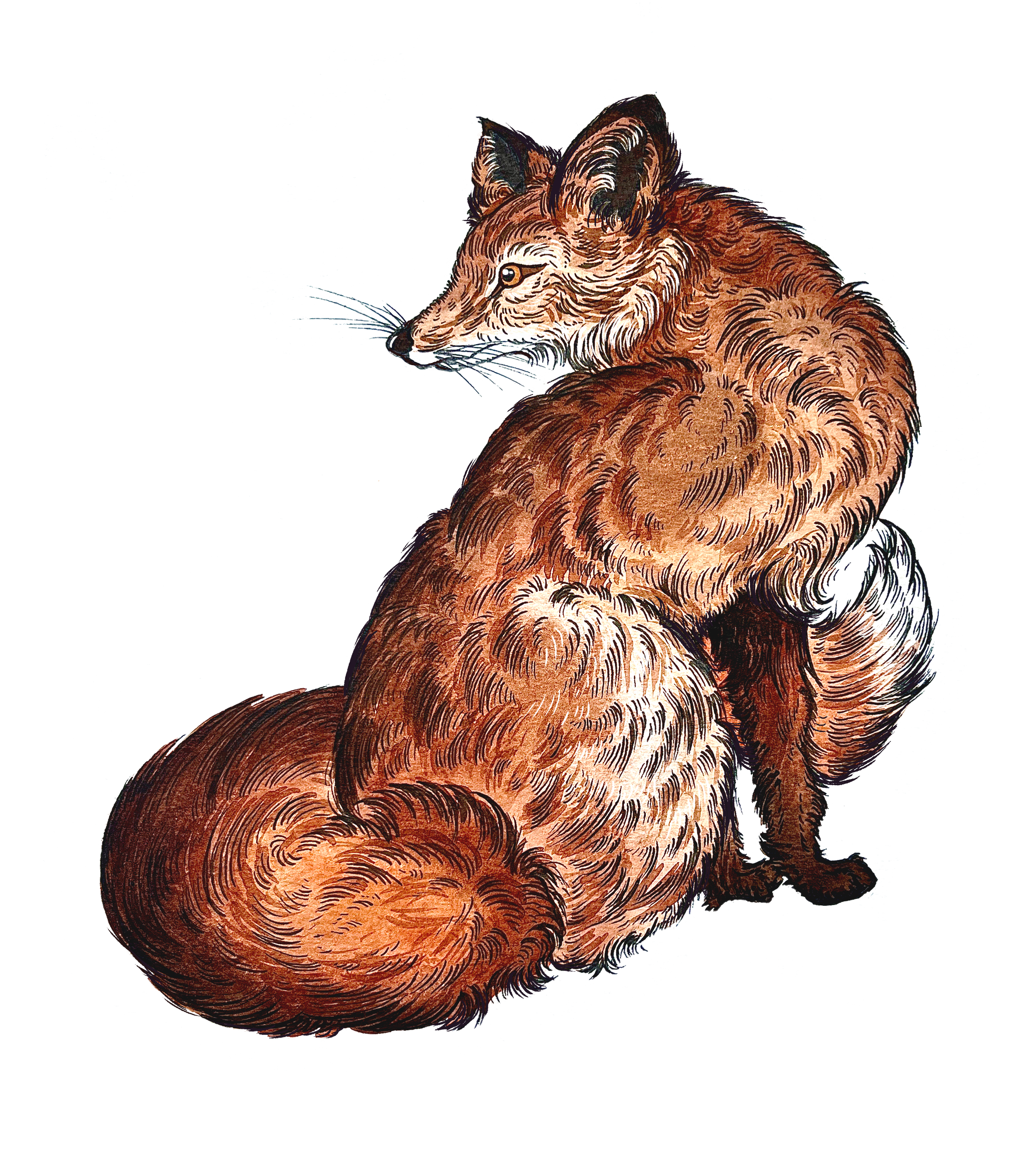 Fox Image Transparent.png