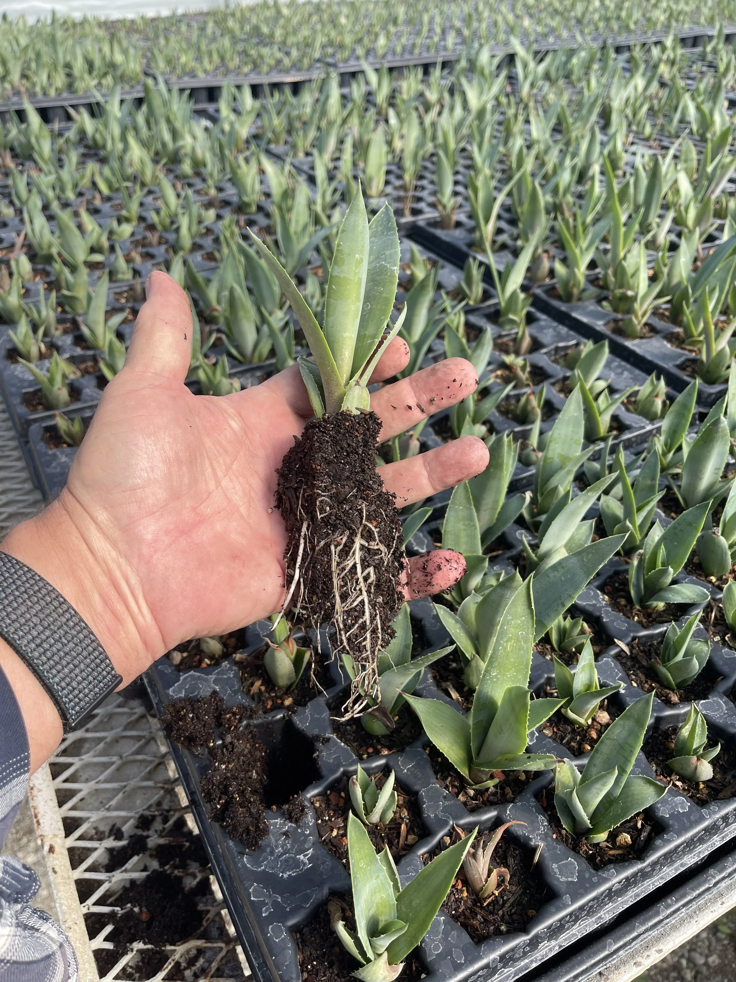 Yolo Bulbils & Plugs