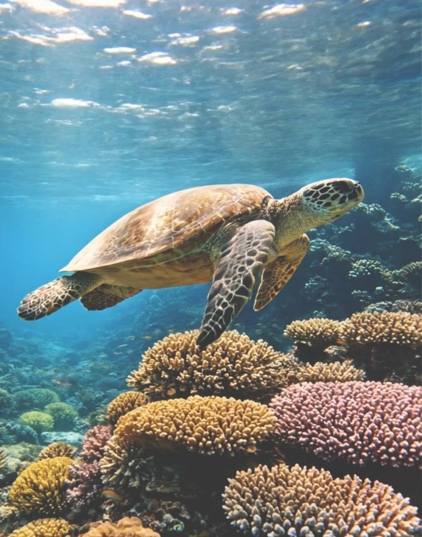 Animal Communication