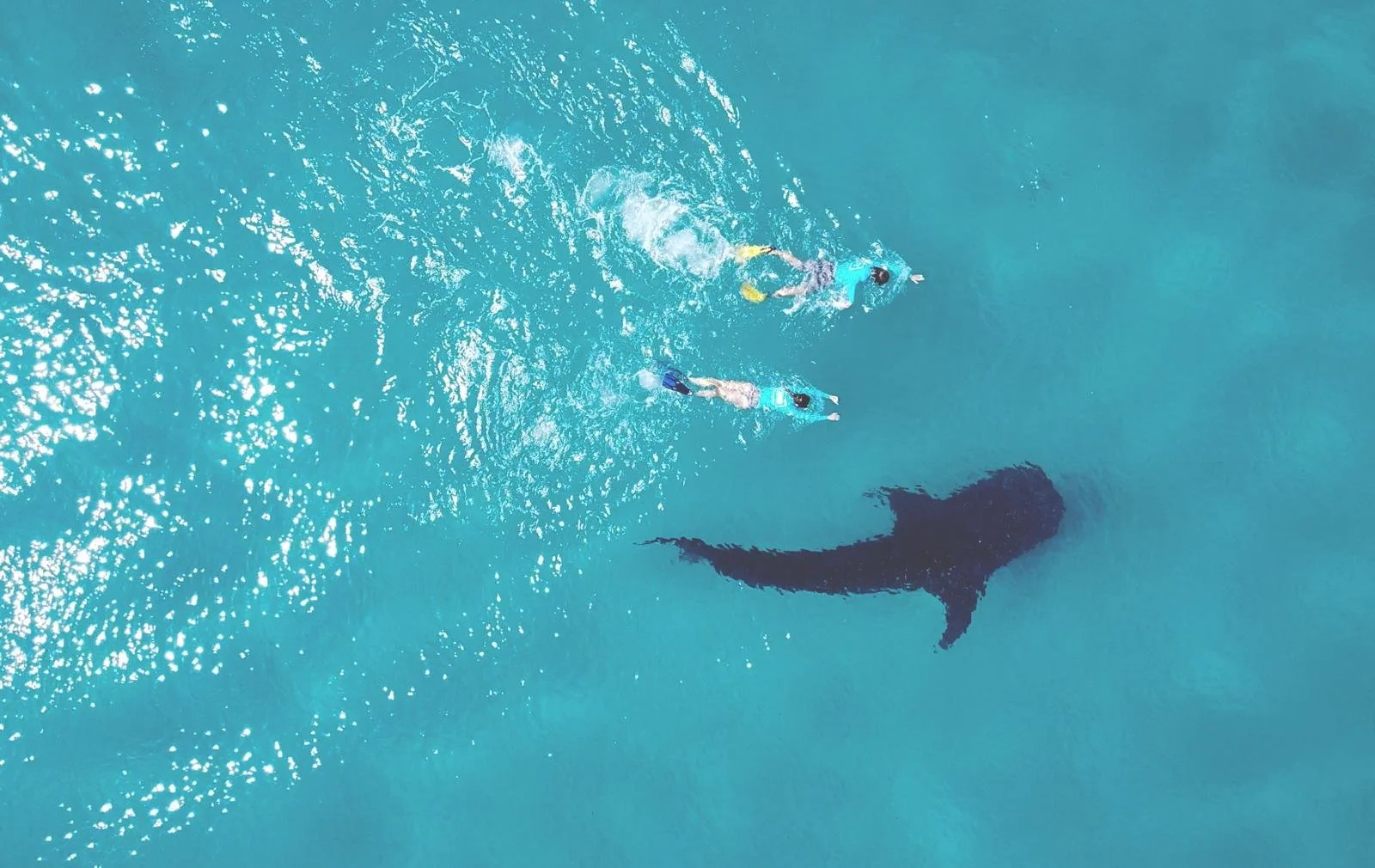 Wisdom of Whale Sharks