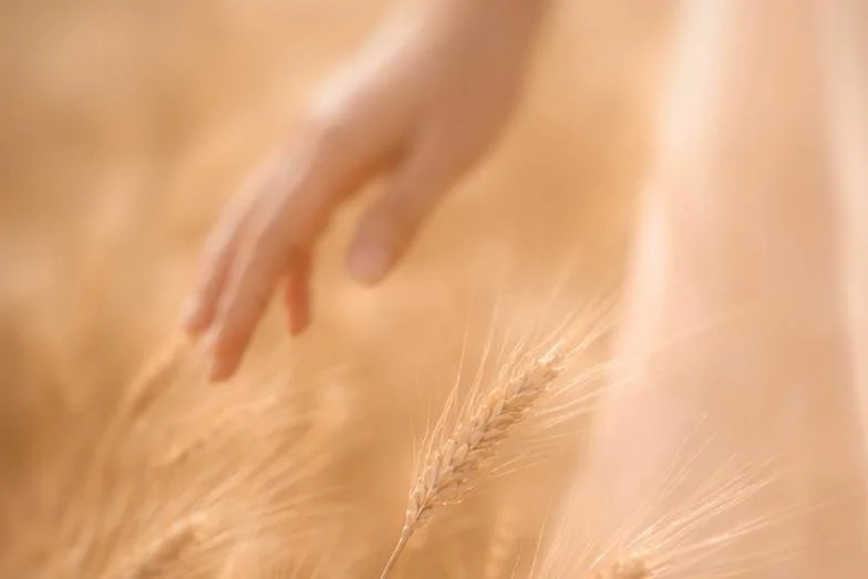 A human hand gently touching or brushing against wheat stalks in a field.