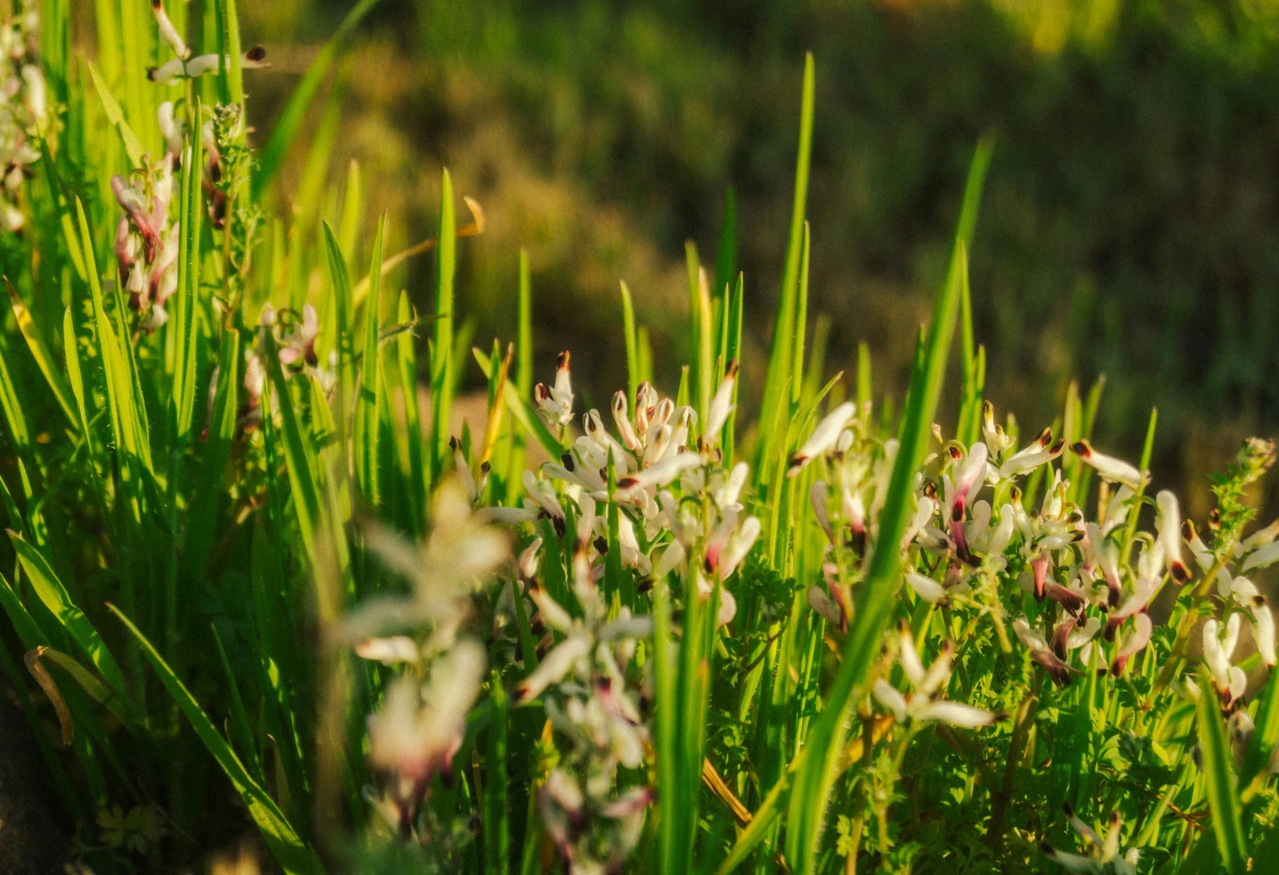 Close-up view of green grass with small white and pink flowers, illuminated by sunlight.