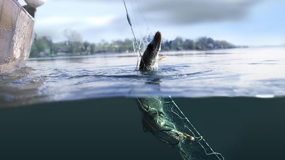 Fisch hängt an einer Angel im Wasser, teilweise sichtbar über der Wasserlinie, der andere Teil ist unter Wasser in einem Fischernetz gefangen.