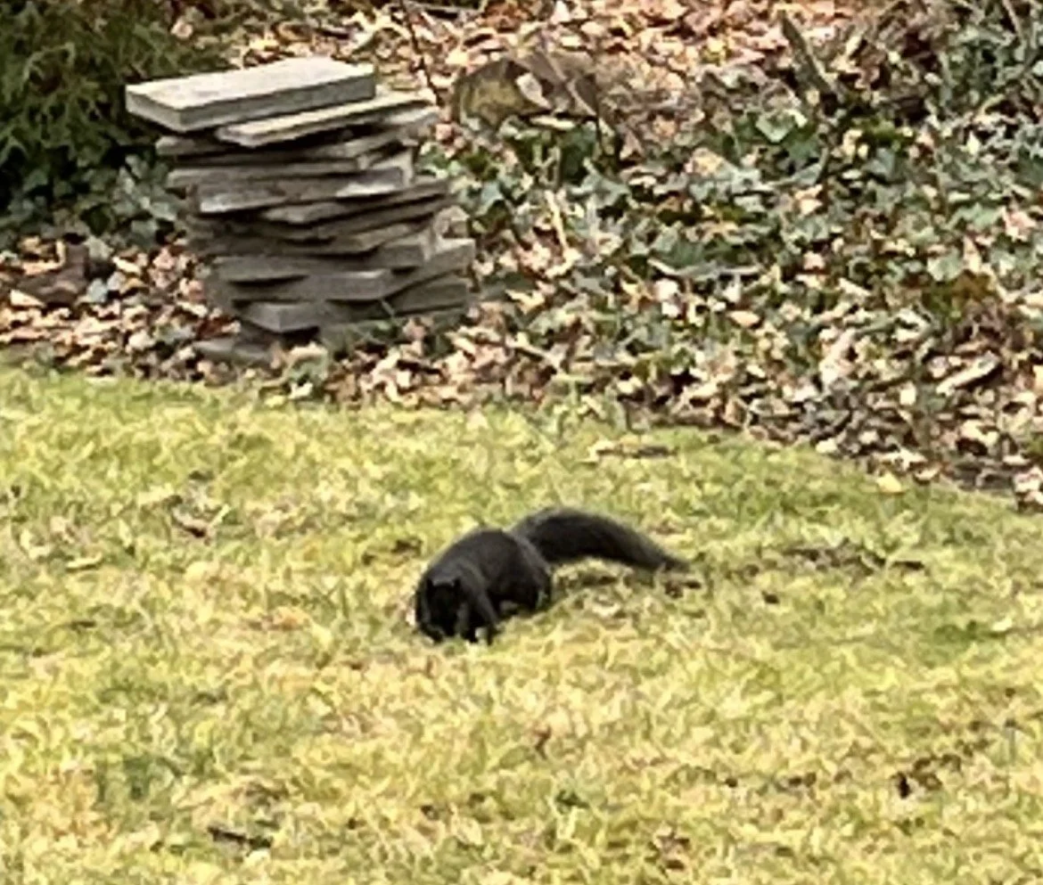 A black cat with a bushy tail lying in the grass in a garden, with a stone pile and bushes with fallen leaves behind it.
