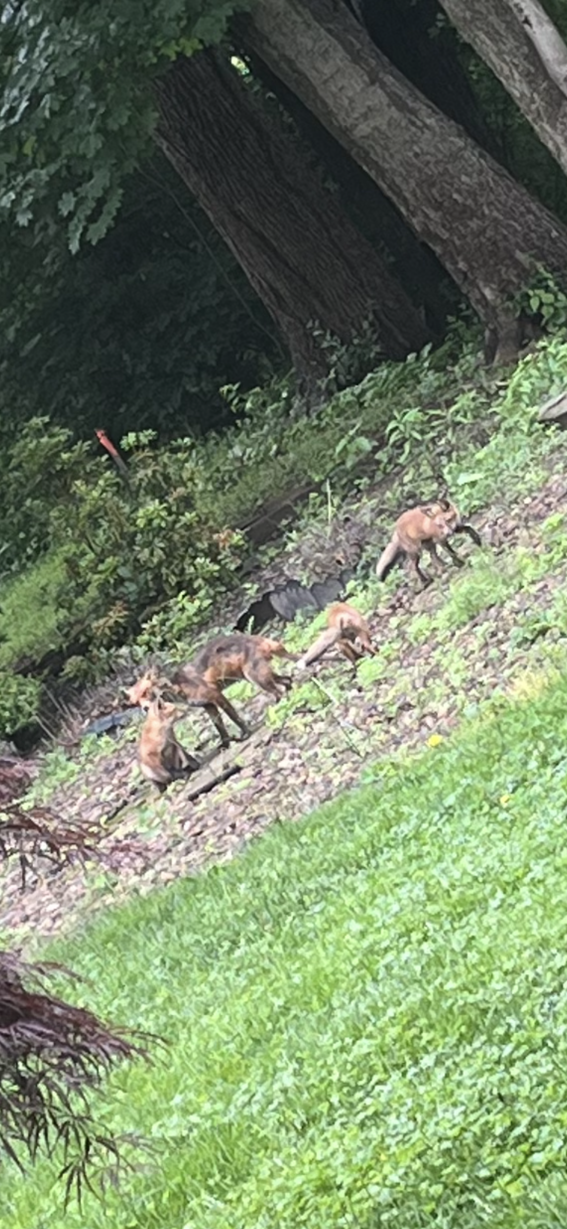 A group of three foxes walking on a grassy and rocky patch of ground near trees and bushes.