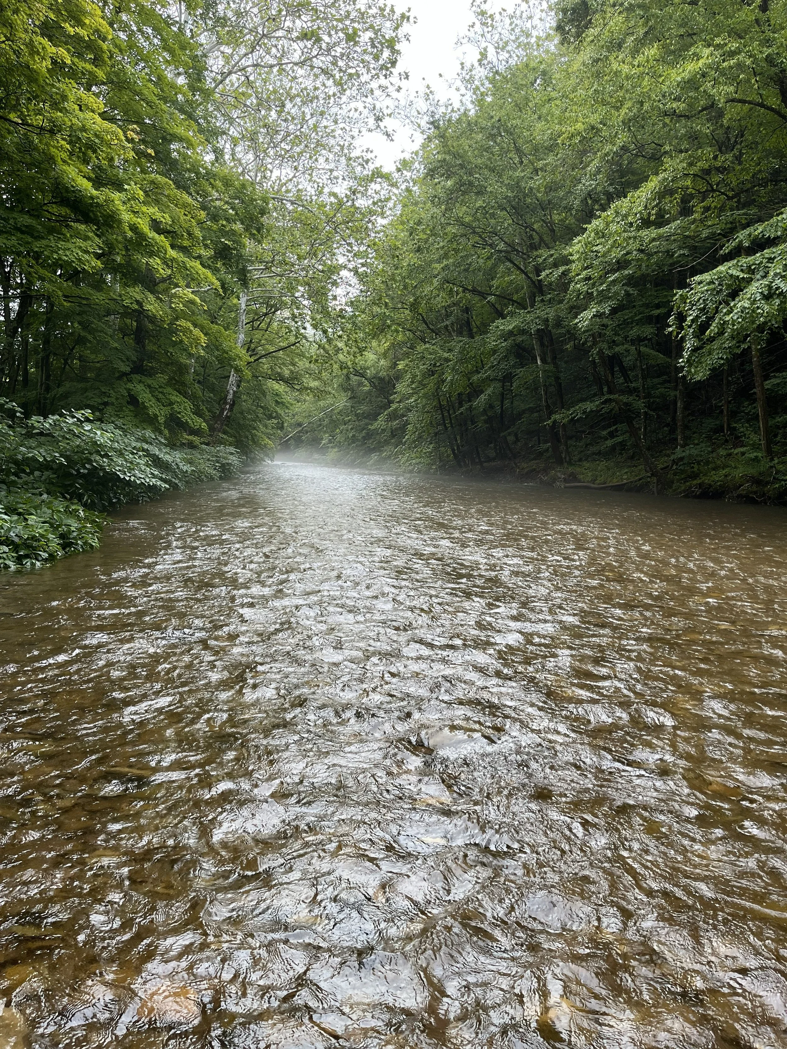 A river flowing through a forest with overcast sky and mist in the distance, surrounded by dense green trees.