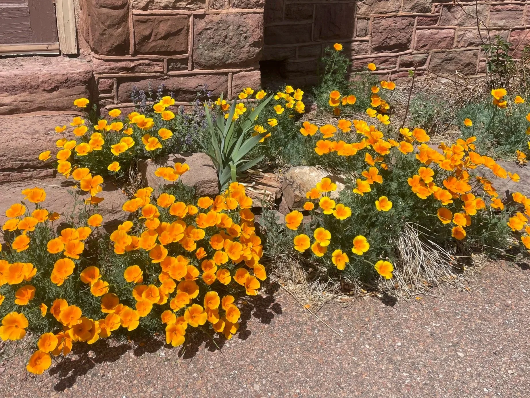 Castle flowers - Outdoor gardens at Miramont Castle in Manitou Springs, Colorado.