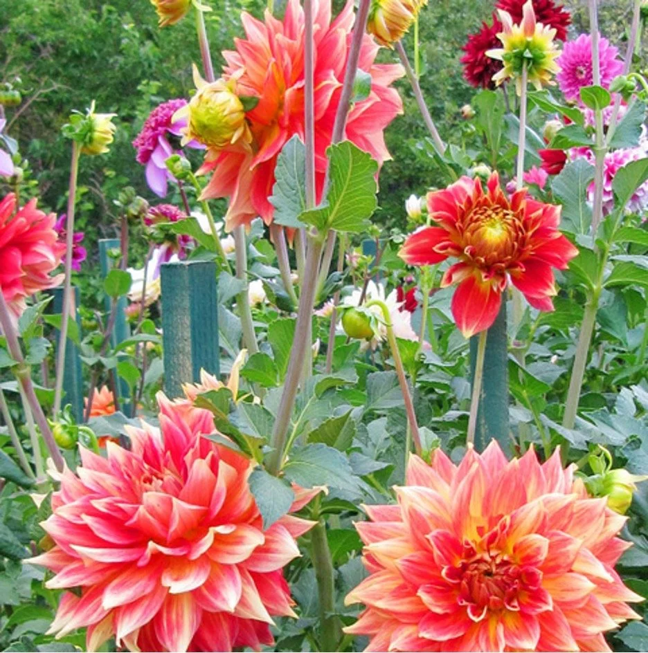 Castle flowers - Outdoor gardens at Miramont Castle in Manitou Springs, Colorado.