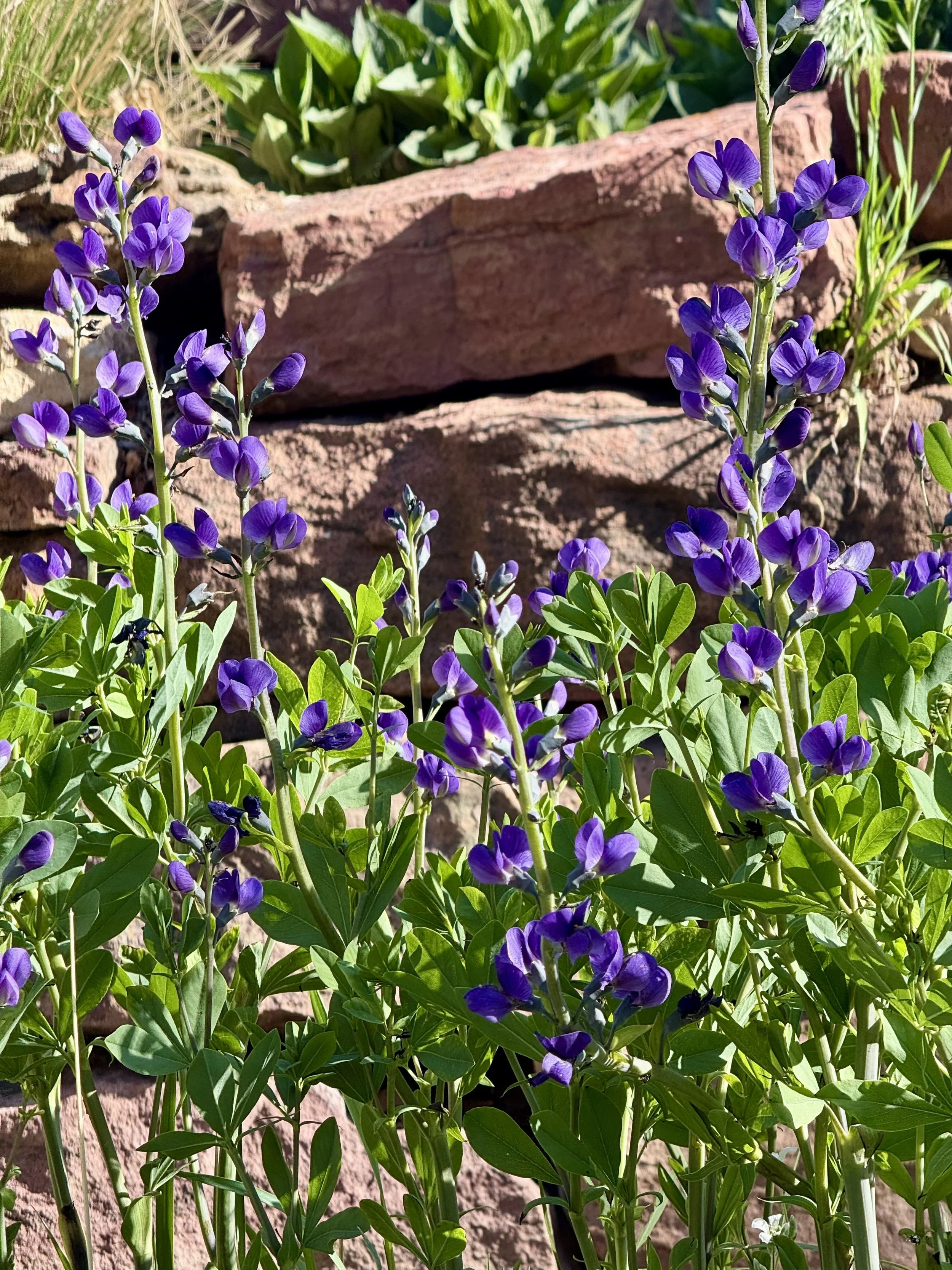 Castle flowers - Outdoor gardens at Miramont Castle in Manitou Springs, Colorado.