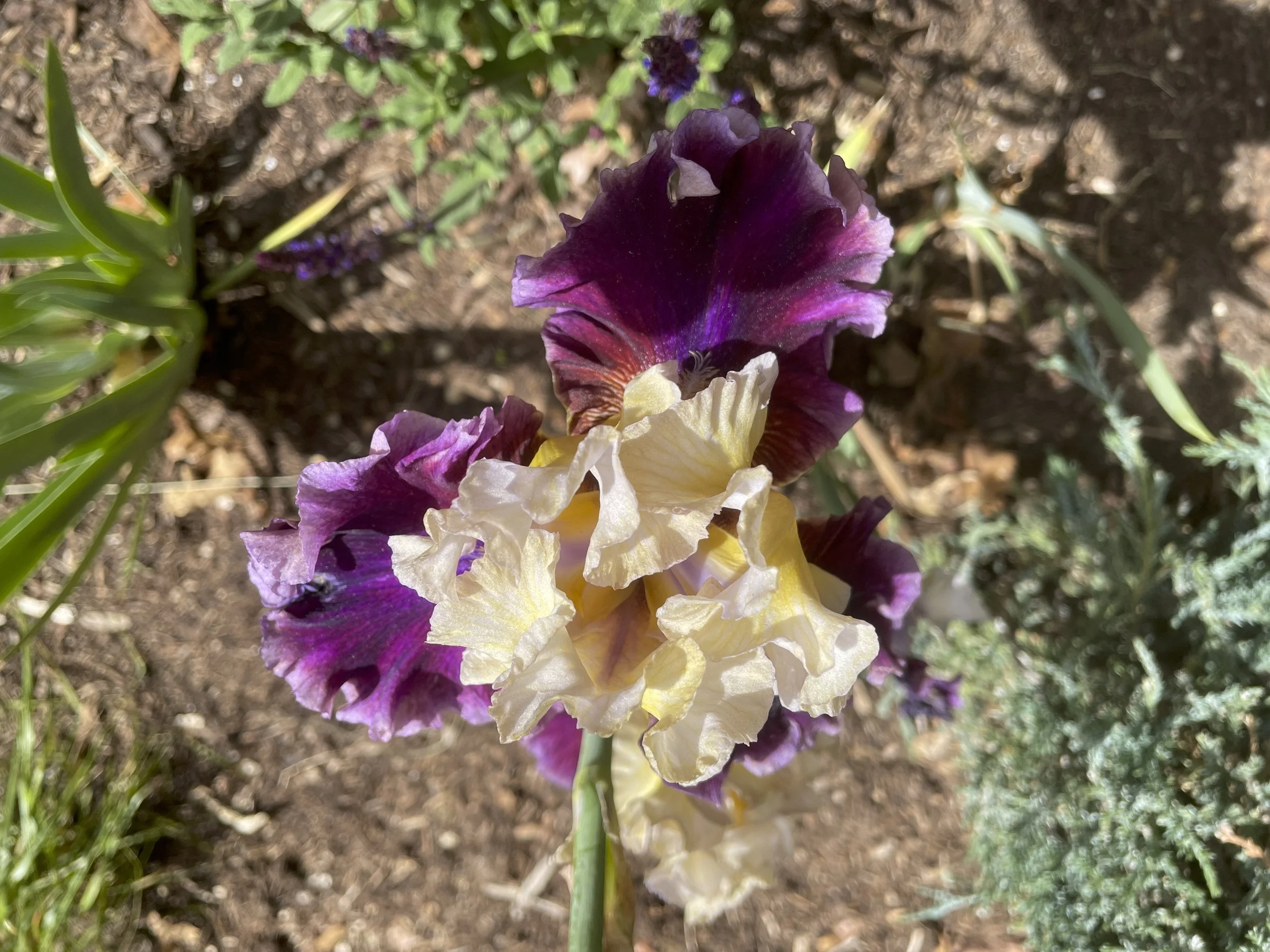 Castle flower - Outdoor gardens at Miramont Castle in Manitou Springs, Colorado.