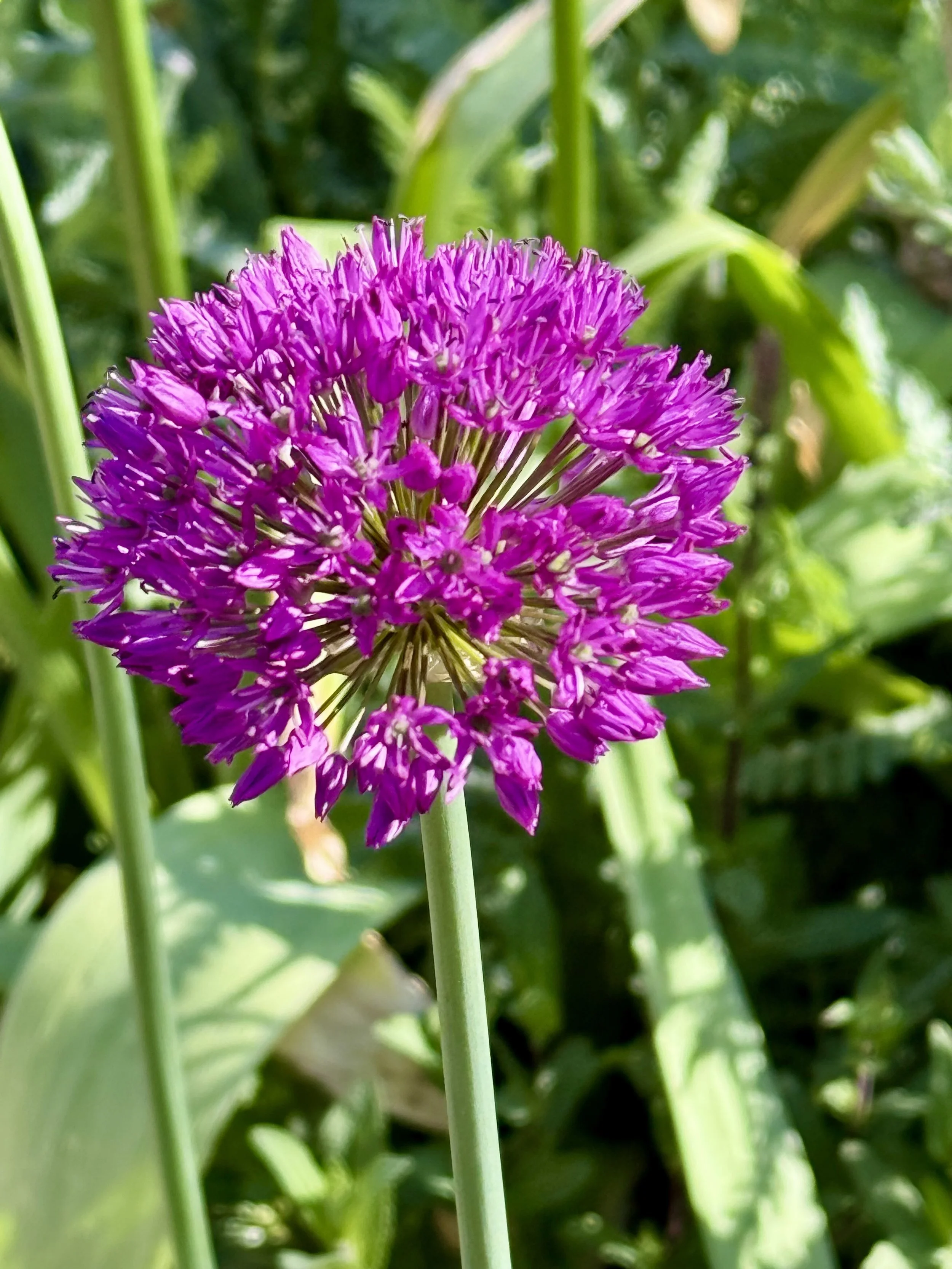 Castle flower - Outdoor gardens at Miramont Castle in Manitou Springs, Colorado.