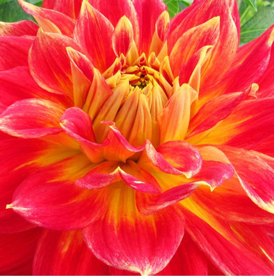 Castle flower - Outdoor gardens at Miramont Castle in Manitou Springs, Colorado.