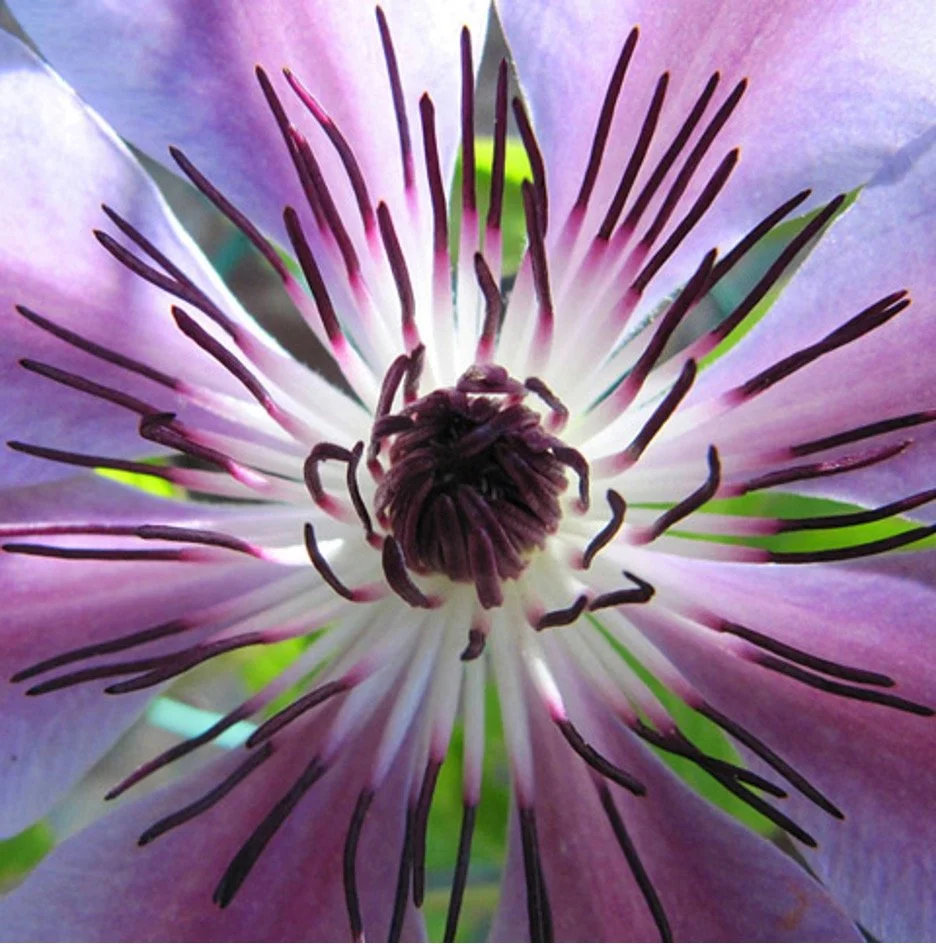 Castle flower - Outdoor gardens at Miramont Castle in Manitou Springs, Colorado.