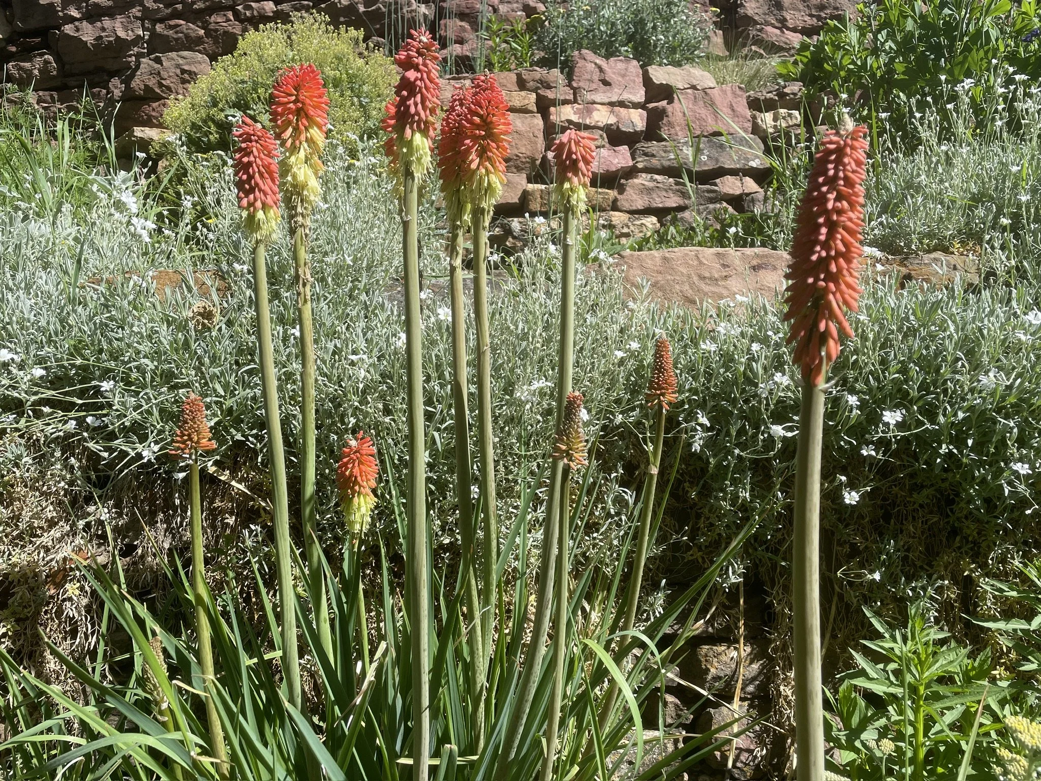 Castle flowers - Outdoor gardens at Miramont Castle in Manitou Springs, Colorado.