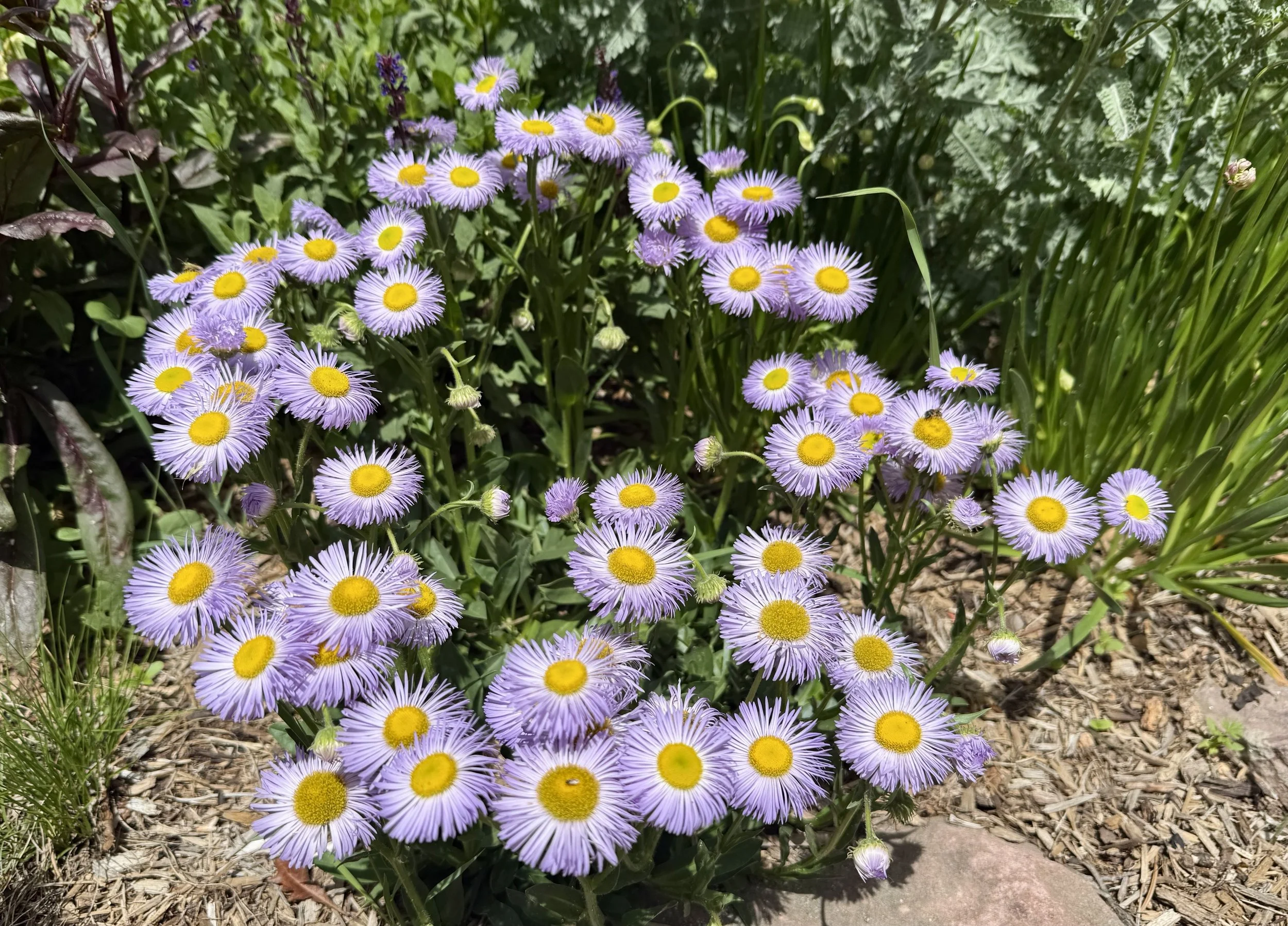 Castle flowers - Outdoor gardens at Miramont Castle in Manitou Springs, Colorado.
