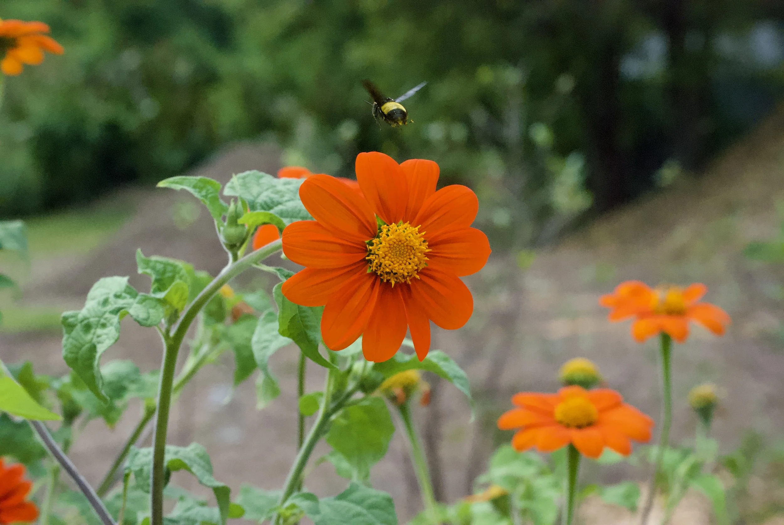 Gathering In the Garden