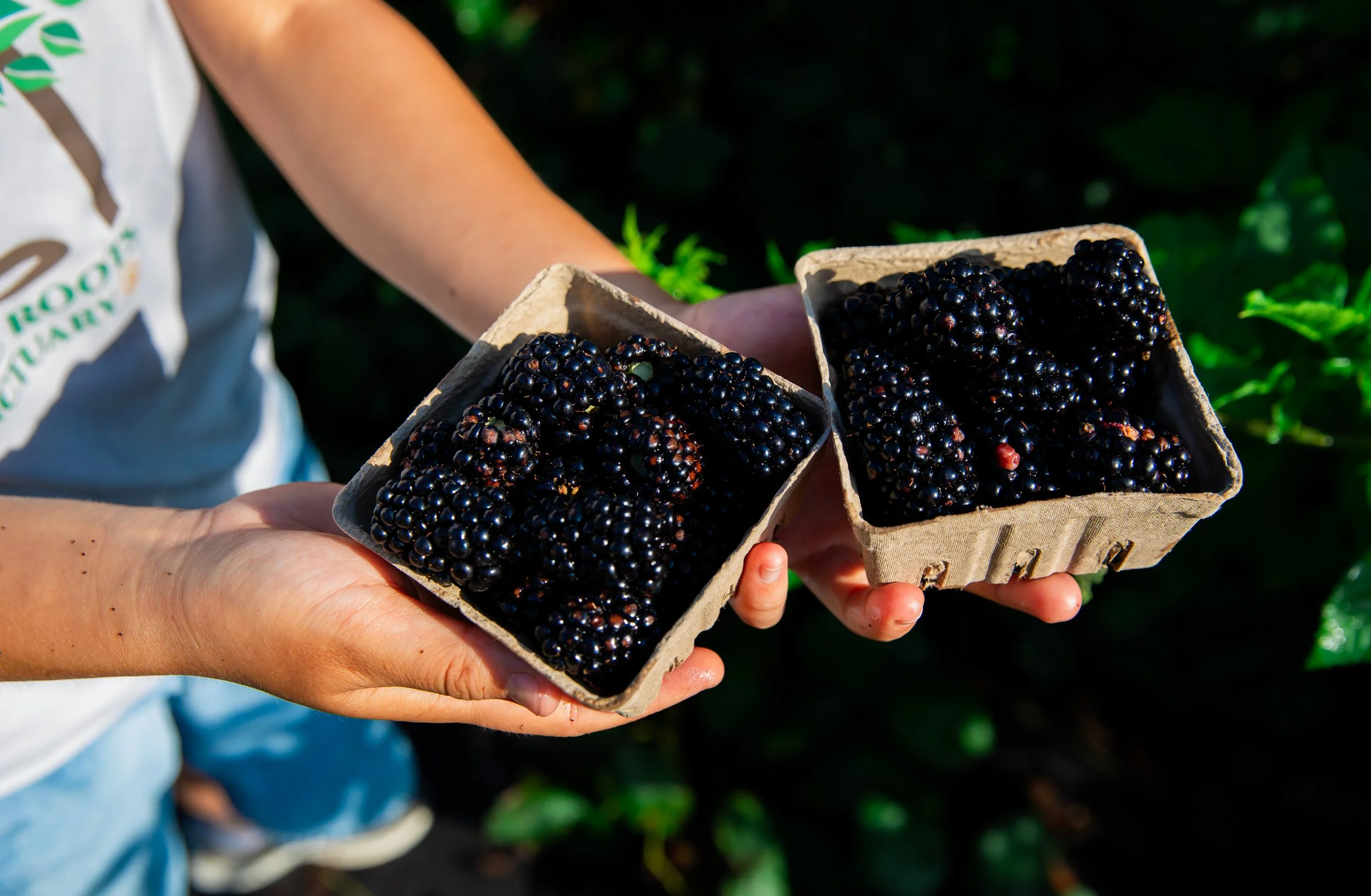 Person holding two small cardboard containers filled with ripe blackberries outdoors.