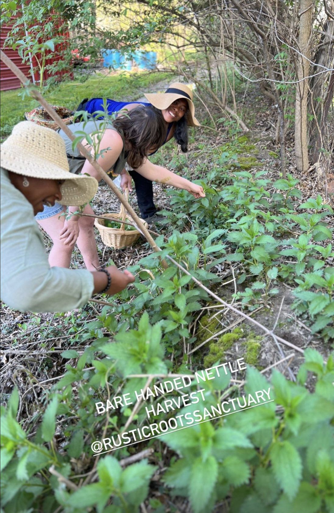 Three women pick strawberries in a garden with greenery and trees, some wearing wide-brimmed hats, smiling and enjoying harvesting strawberries.