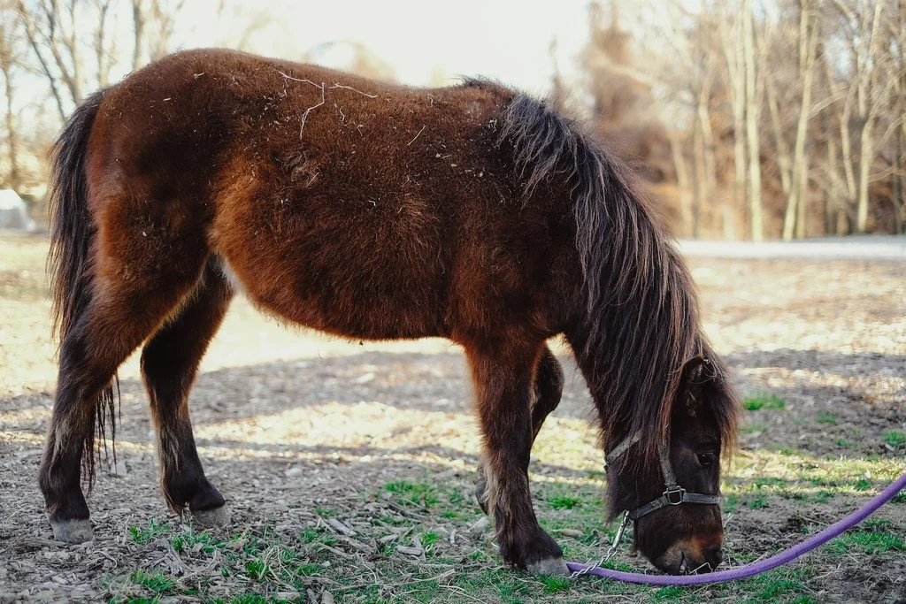 Small brown pony with a black mane grazing outdoors on grass and dirt, with trees in the background.