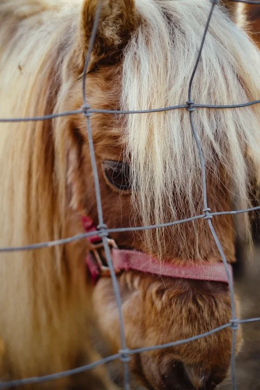 A close-up of a blonde horse with a pink halter behind a wire fence