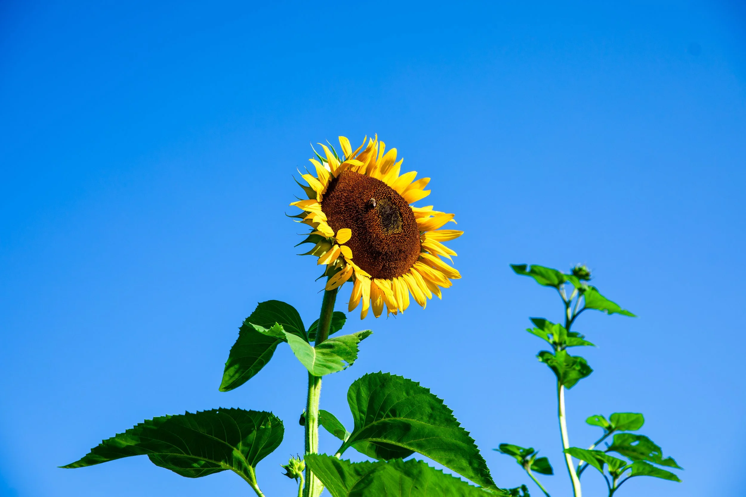 A sunflower with yellow petals and a brown center standing tall against a clear blue sky, surrounded by green leaves.