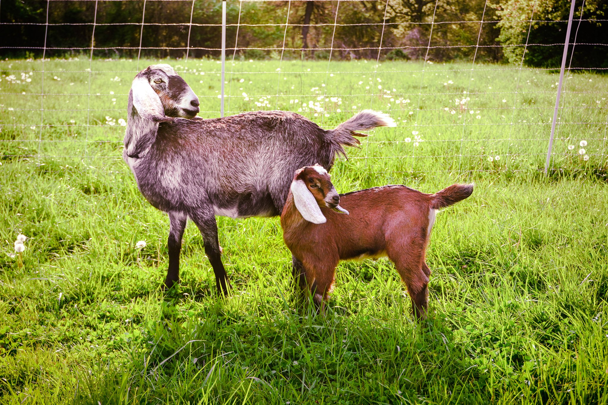 A goat and a kid standing in a grassy field with a fence and trees in the background.