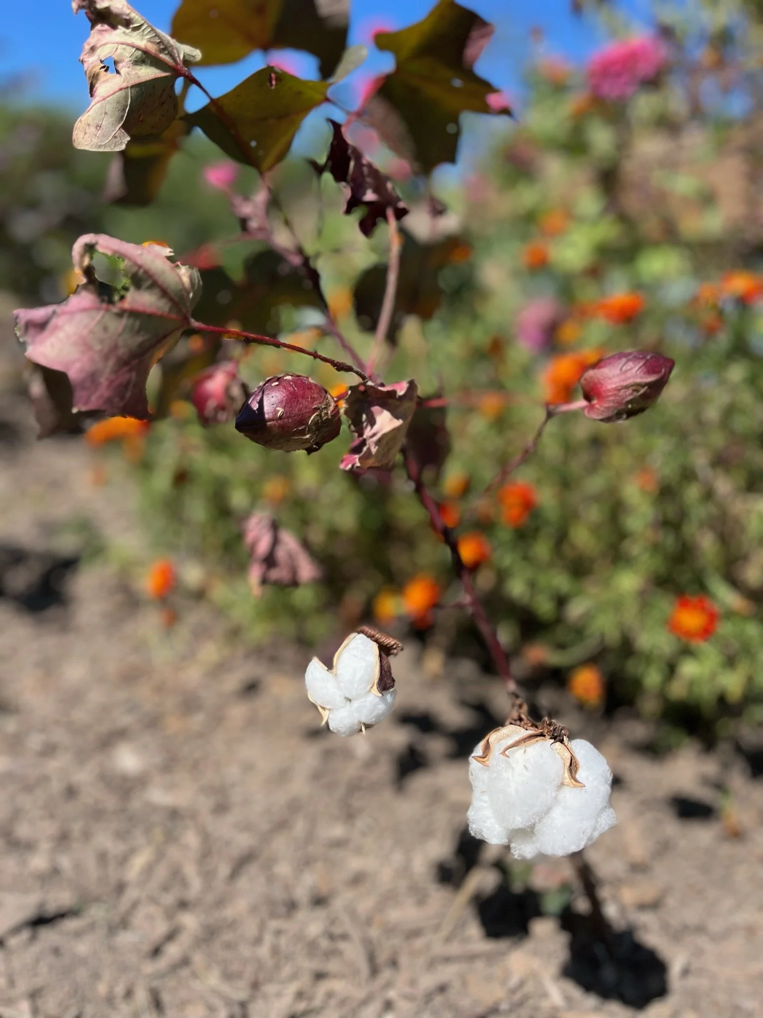 Close-up of a cotton plant with cotton bolls and reddish-brown leaves, and a blurred background of other plants and flowers.