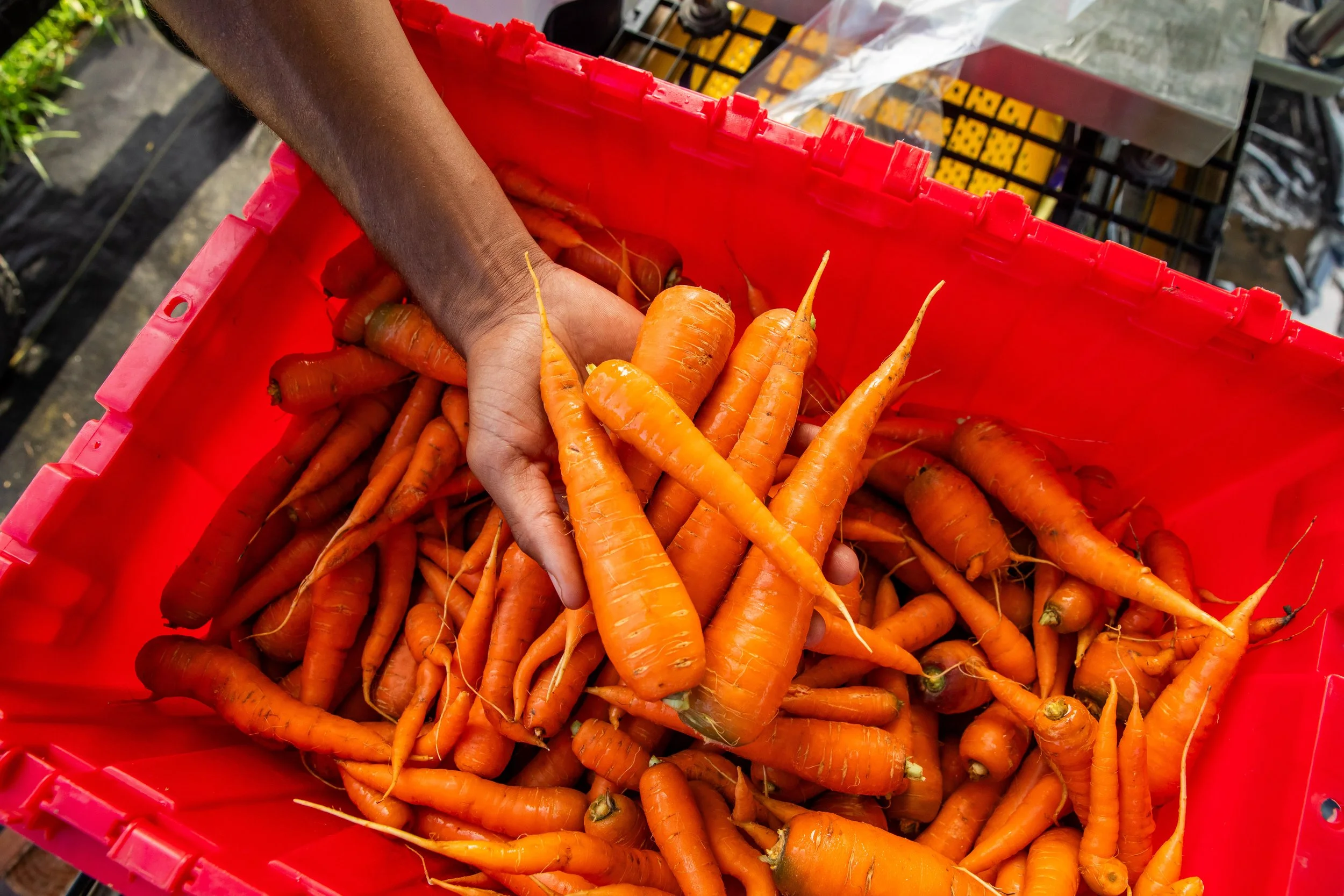 A person holding fresh orange carrots above a red basket filled with more carrots.
