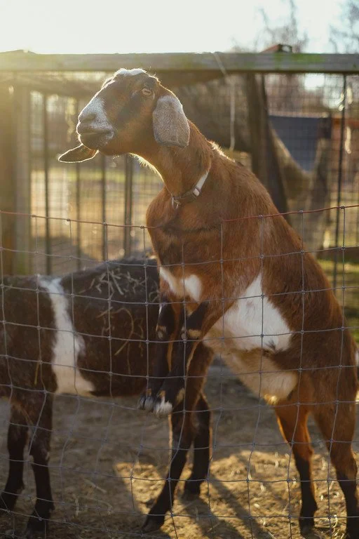 Goat standing on hind legs near fence at farm.