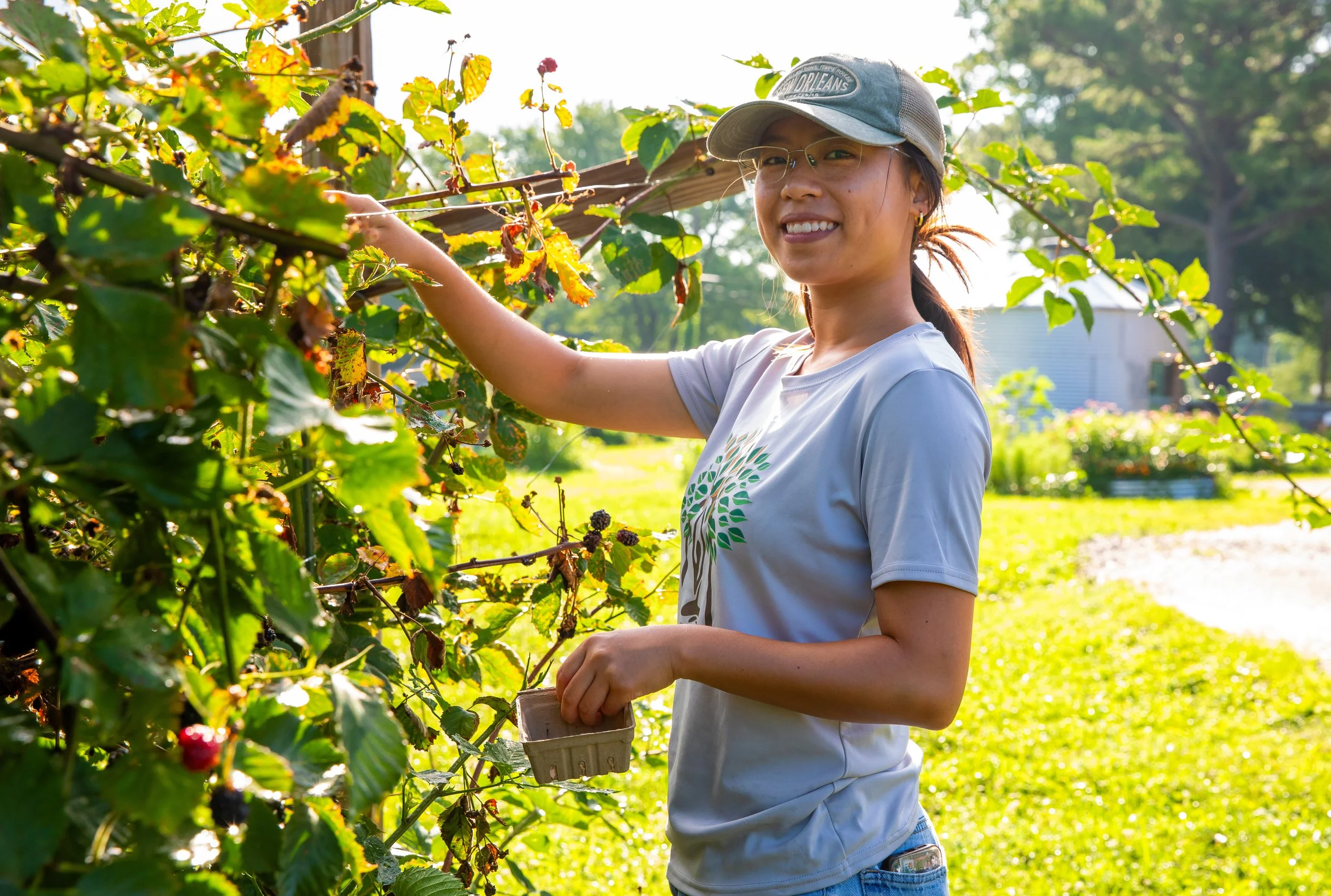 A woman wearing a gray baseball cap, glasses, and a light gray t-shirt picking blackberries on a sunny farm.