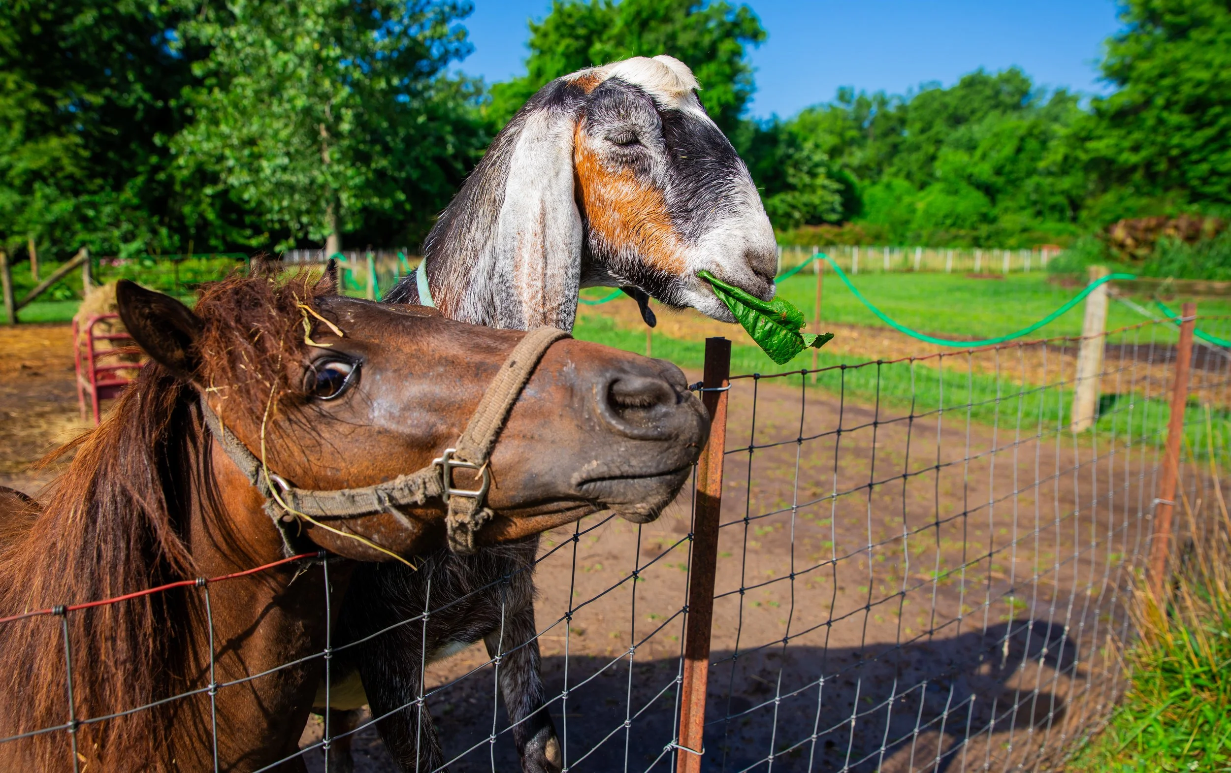 Two goats standing behind a wire fence, one brown and one gray and white, with the gray one eating a leaf and the brown one looking out, in a green outdoor setting.