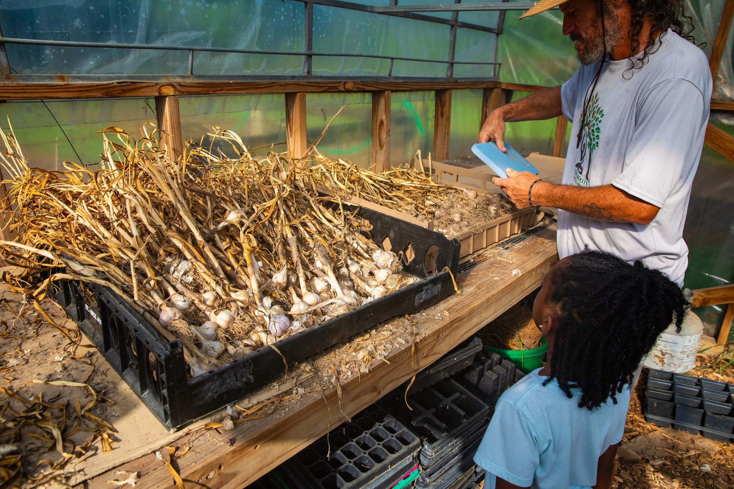 A man and young girl in a greenhouse harvesting garlic, with garlic bulbs and dried stalks on a table.