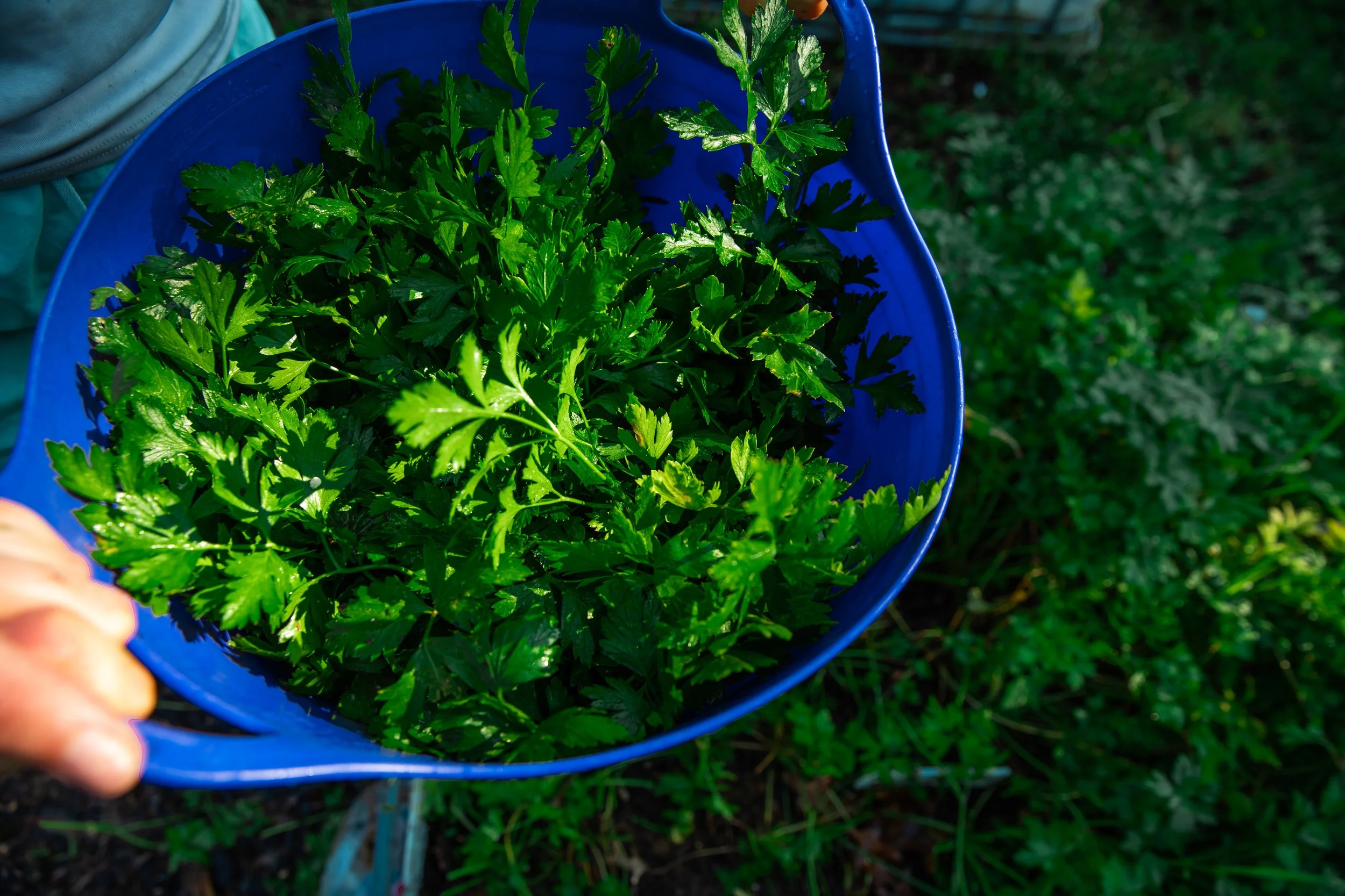 A blue bowl filled with freshly harvested green herbs, likely parsley, being held outdoors amidst greenery.