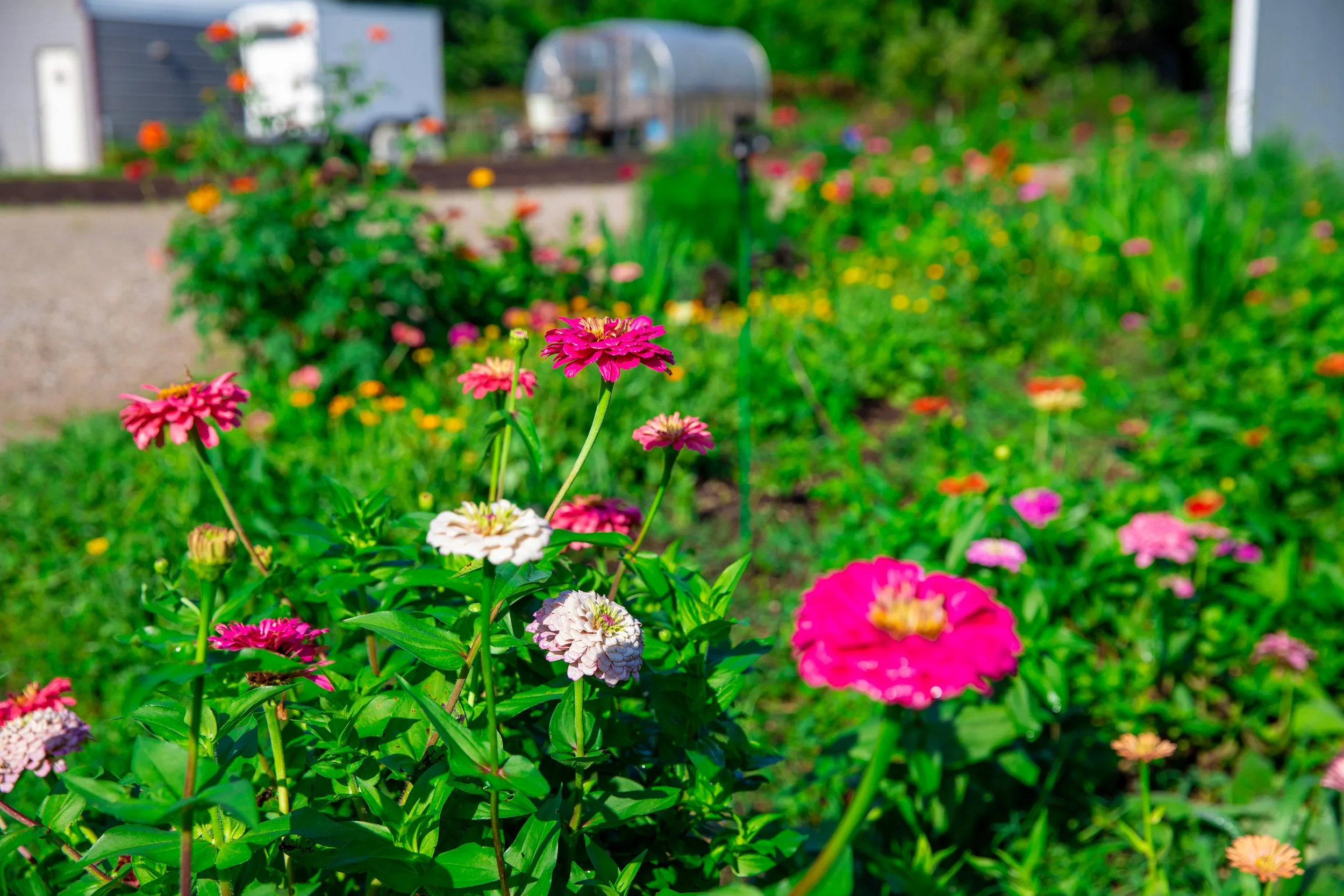 Colorful pink, white, and peach flowers in a garden with green foliage, with a greenhouse and building in the background during daytime.