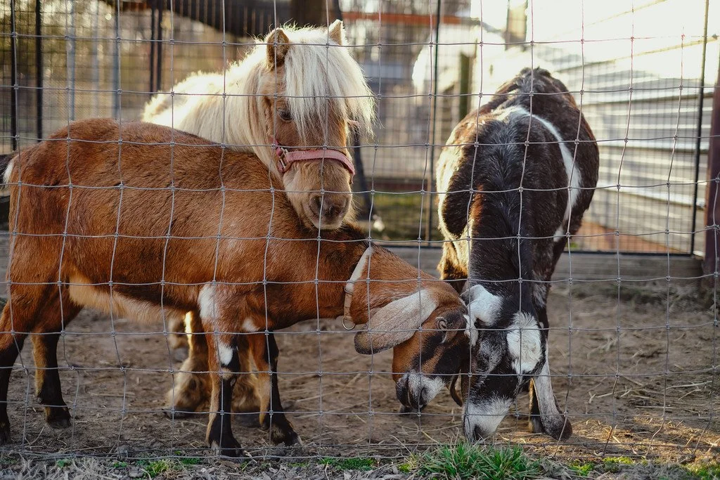Three small farm animals, two goats and one pony, standing inside a wire enclosure on a farm or petting zoo.