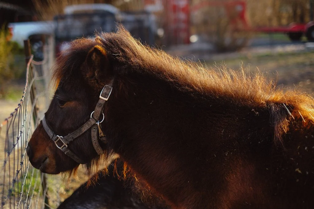 A small brown pony with a short mane stands near a metal fence, looking to the side in a rural or farm setting during late afternoon sunlight.