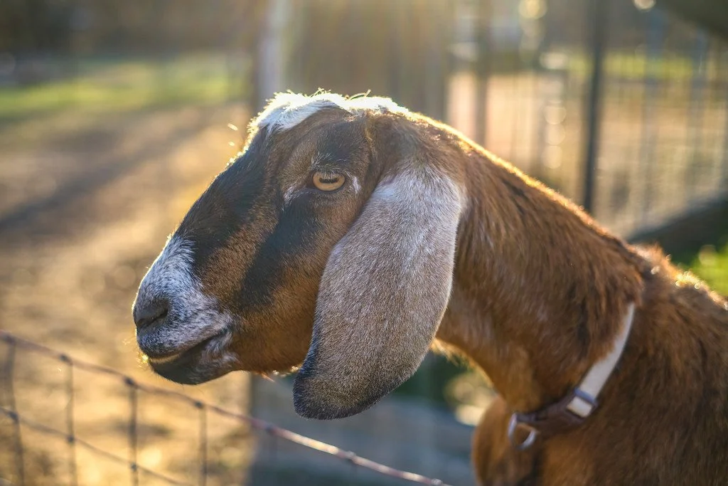 Close-up of a brown and black goat with long ears, looking to the side, outdoors during sunset.