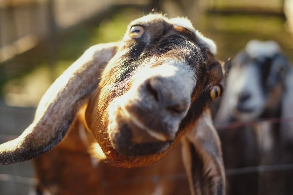 Close-up of a goat with long ears and black, white, and brown fur, looking into the camera with a curious expression.