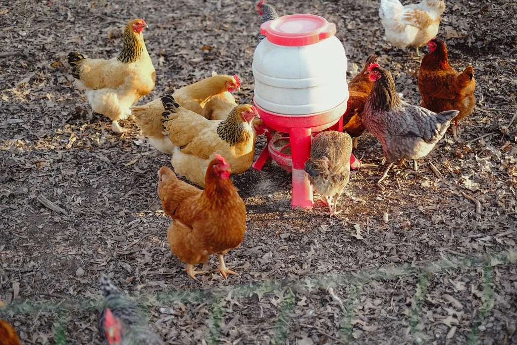 Multiple chickens gathered around a white and red water dispenser outdoors on dirt ground.