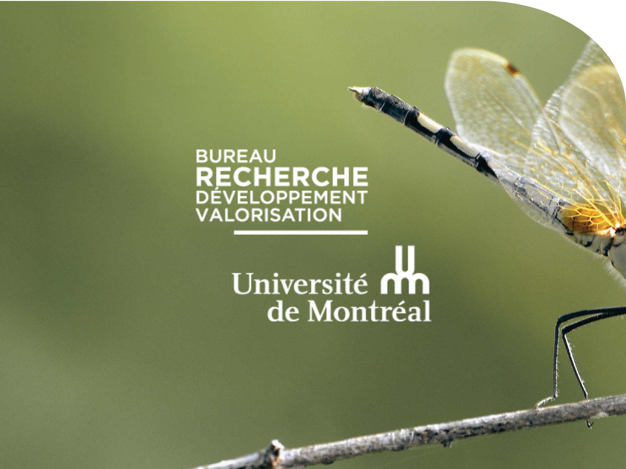 Les lucioles : Série valorisation de la recherche